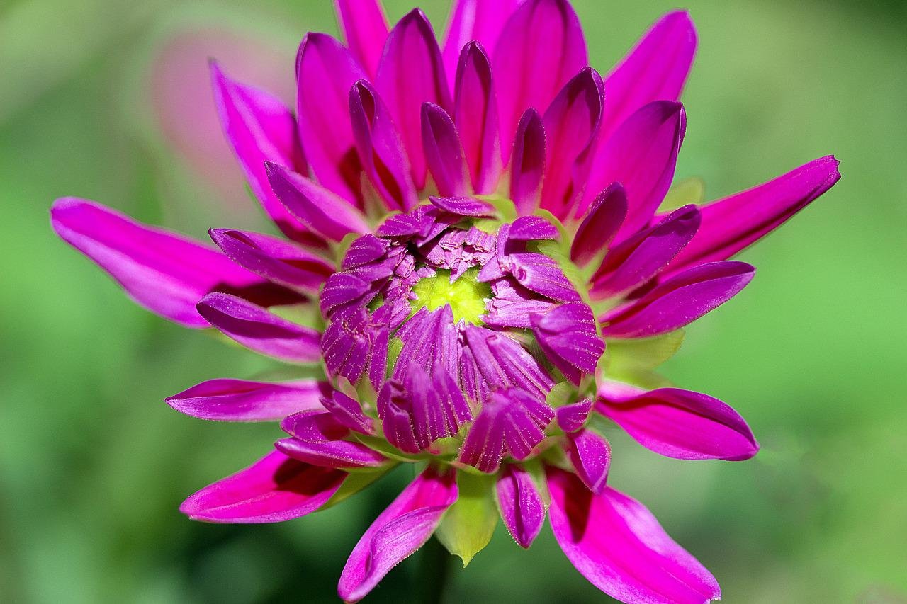 dahlia, flower, petals-1614256.jpg