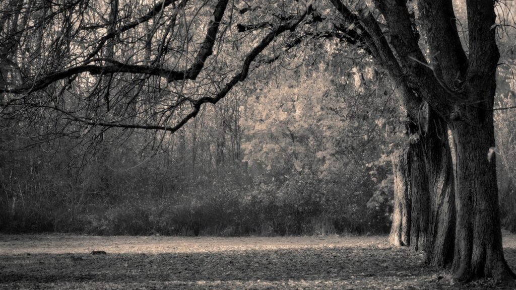 trees, row of trees, avenue-6855850.jpg